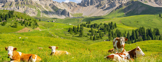 Weidehaltung: Die vielseitigen Vorteile der artgerechten und ursprünglichen Tierhaltung